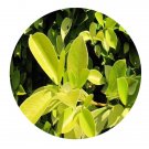 DwarfGiantFarm 100Pcs A Set Ficus microcarpa　cv.GoldenLeaves Seed Prodgf