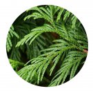 DwarfGiantFarm 100Pcs A Set Fokienia hodginsii Seed   Prodgf