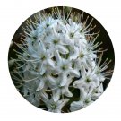 DwarfGiantFarm 100Pcs A Set FOLIUM RHODODENDRI MICRANTHI Seed  Prodgf