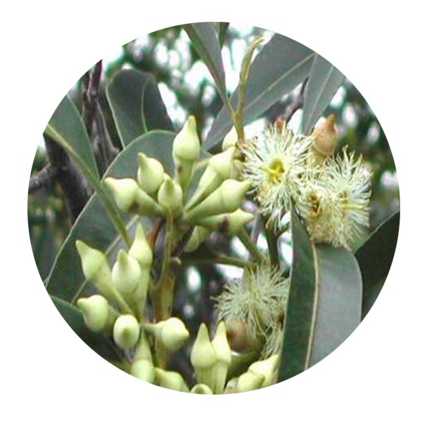 DwarfGiantFarm 100Pcs A Set Eucalyptus robusta Smith Seed  Prodgf