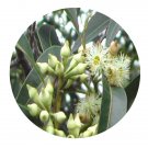 DwarfGiantFarm 100Pcs A Set Eucalyptus robusta Smith Seed  Prodgf
