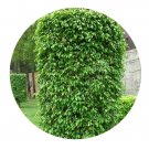 DwarfGiantFarm 100Pcs A Set Ficus benjamina Linn Seed Prodgf