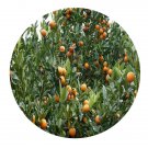 DwarfGiantFarm 100Pcs A Set Fortunella obovata Seed Prodgf