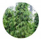 DwarfGiantFarm 100Pcs A Set Ficus benjamina Seed  Prodgf