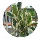 DwarfGiantFarm 100Pcs A Set Ficus binnendijkii  Seed  Prodgf
