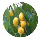 DwarfGiantFarm 100Pcs A Set Garcinia subelliptica Seed  Prodgf