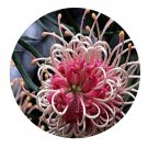 DwarfGiantFarm 100Pcs A Set Grevillea hybrid Seed Prodgf