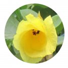 DwarfGiantFarm 100Pcs A Set Hibiscus tiliaceus Seed Prodgf