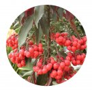 DwarfGiantFarm 100Pcs A Set ardisia elliptiphyll Seed Prodgf