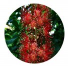 DwarfGiantFarm 100Pcs A Set Barringtonia racemosa Seed Prodgf