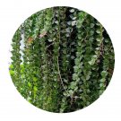 DwarfGiantFarm 100Pcs A Set Dischidia nummularia Seed Prodgf