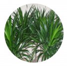 DwarfGiantFarm 100Pcs A Set Dracaena cambodiana Pierre ex Gagnep Seed Prodgf