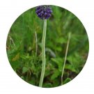 DwarfGiantFarm 200Pcs A Set Primula giraldiana Pax Seed  Prodgf