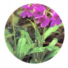 DwarfGiantFarm 200Pcs A Set Primula calliantha Franch Seed  Prodgf