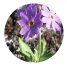 DwarfGiantFarm 200Pcs A Set Primula minor Balf. F. et Ward Seed Prodgf