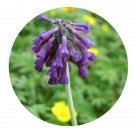 DwarfGiantFarm 200Pcs A Set Primula muscarioides Hemsl. Seed Prodgf