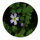 DwarfGiantFarm 200Pcs A Set Primula cicutariifolia Seed  Prodgf
