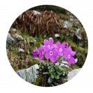 DwarfGiantFarm 200Pcs A Set Primula diantha Seed Prodgf