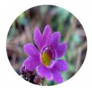 DwarfGiantFarm 200Pcs A Set Primula farinosa Seed Prodgf