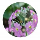 DwarfGiantFarm 200Pcs A Set Primula forbesii Franch Seed Prodgf