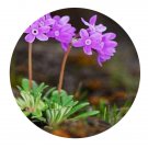 DwarfGiantFarm 200Pcs A Set Primula russeola Seed Prodgf