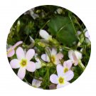 DwarfGiantFarm 200Pcs A Set Primula merrilliana Schltr Seed Prodgf