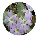 DwarfGiantFarm 200Pcs A Set Primula odontocalyx  Pax Seed  Prodgf