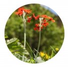 DwarfGiantFarm 200Pcs A Set Primula operculata R. Knuth Seed  Prodgf
