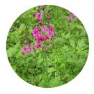 DwarfGiantFarm 200Pcs A Set Primula pulverulenta Duthie Seed   Prodgf