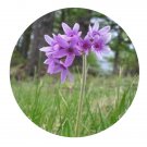 DwarfGiantFarm 200Pcs A Set primula purdomii Craib Seed    Prodgf
