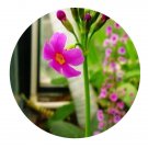 DwarfGiantFarm 200Pcs A Set Primula sinomollis Seed    Prodgf