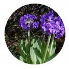 DwarfGiantFarm 200Pcs A Set Primula sinopurpurea Balf. Seed  Prodgf