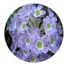 DwarfGiantFarm 200Pcs A Set Primula sonchifolia Franch Seed  Prodgf