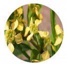 DwarfGiantFarm 200Pcs A Set Prinsepia uniflora Seed Prodgf