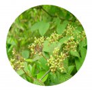 DwarfGiantFarm 200Pcs A Set Viburnum dilatatum Seed Prodgf