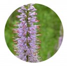 DwarfGiantFarm 200Pcs A Set Veronica spuria Seed Prodgf