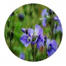 DwarfGiantFarm 200Pcs A Set Veronica stelleri var. longistyla Seed Prodgf