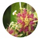 DwarfGiantFarm 200Pcs A Set Vernonia cumingiana Seed Prodgf