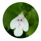 DwarfGiantFarm 200Pcs A Set Lindernia ciliata Seed  Prodgf