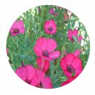 DwarfGiantFarm 200Pcs A Set Linum grandiflorum Seed  Prodgf