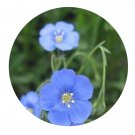 DwarfGiantFarm 200Pcs A Set Linum perenne Seed   Prodgf