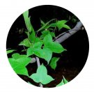 DwarfGiantFarm 200Pcs A Set Lipuidambar acalycina Chang Seed   Prodgf
