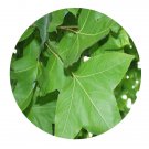 DwarfGiantFarm 200Pcs A Set Liquidambar formosana Hance Seed   Prodgf