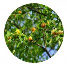 DwarfGiantFarm 200Pcs A Set Liriodendron chinense  tulipifera Seed Prodgf