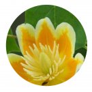 DwarfGiantFarm 200Pcs A Set Liriodendron chinensis Seed Prodgf