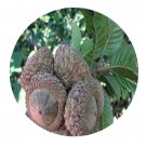 DwarfGiantFarm 200Pcs A Set Lithocarpus corneus Seed Prodgf