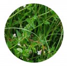 DwarfGiantFarm 200Pcs A Set Lindernia anagallis Seed Prodgf