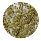 DwarfGiantFarm 200Pcs A Set Litsea euosma W. W. Smith Seed Prodgf