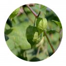 DwarfGiantFarm 200Pcs A Set Little Groundcherry Seed  Prodgf