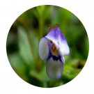 DwarfGiantFarm 200Pcs A Set Lindernia crustacea Seed   Prodgf